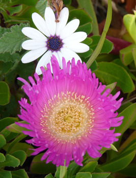 ijsbloem